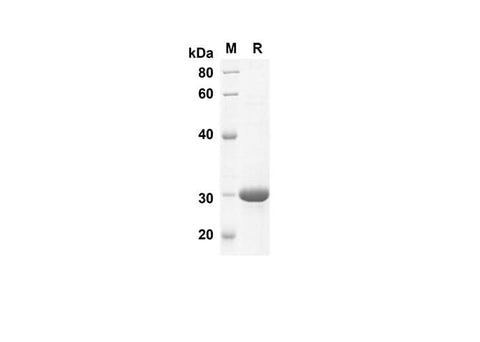 SDS-PAGE analysis of Human S100A1 proteins, 2 μg/lane of Recombinant Human S100A1 proteins was resolved with SDS-PAGE under reducing conditions, showing bands at 26.3 kDa.