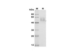 SDS-PAGE analysis of Mouse GITR/TNFRSF18 proteins, 2 μg/lane of Recombinant Mouse GITR/TNFRSF18 proteins was resolved with SDS-PAGE under reducing conditions, showing bands at 50 kDa.