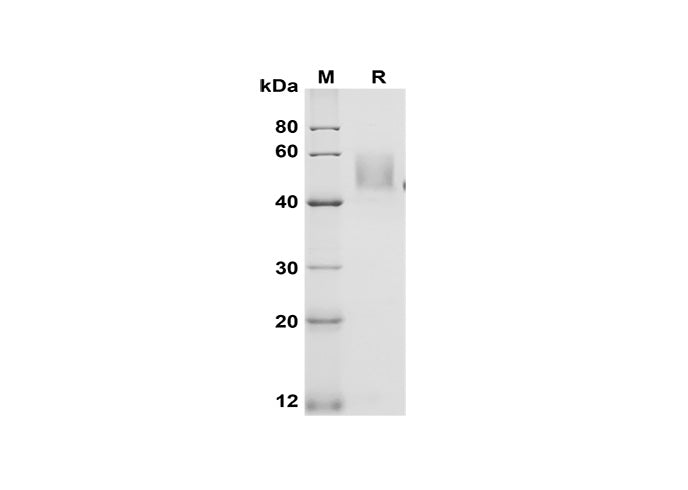 SDS-PAGE analysis of Mouse GITR/TNFRSF18 proteins, 2 μg/lane of Recombinant Mouse GITR/TNFRSF18 proteins was resolved with SDS-PAGE under reducing conditions, showing bands at 50 kDa.
