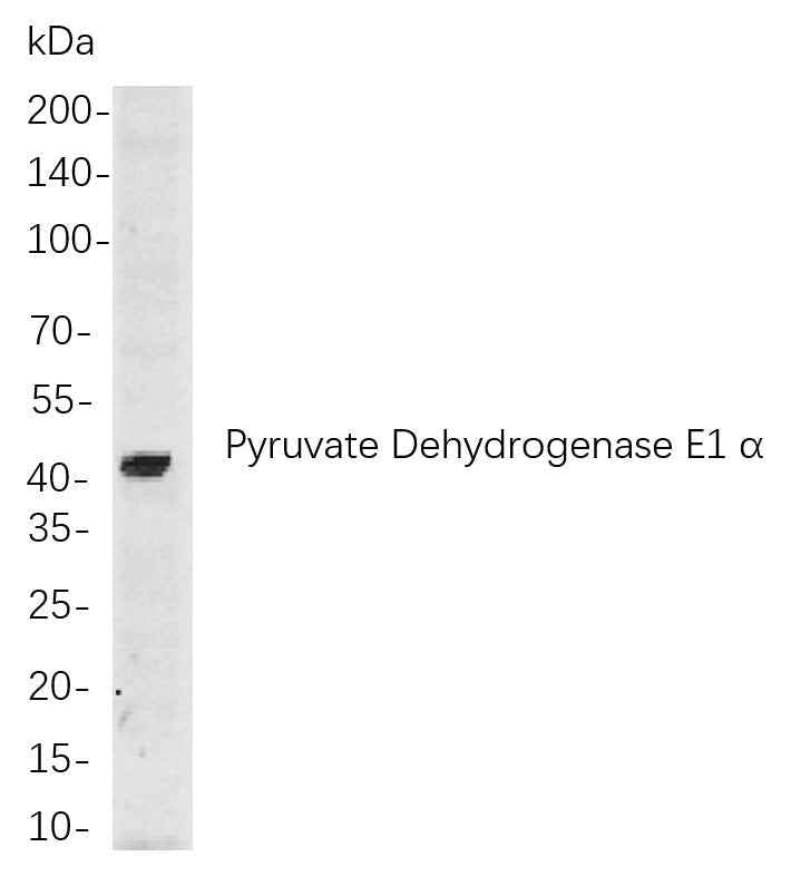 Anti-Human/Mouse/Rat Pyruvate Dehydrogenase E1 α Antibody [B758]