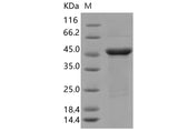 > 85 % as determined by reducing SDS-PAGE.