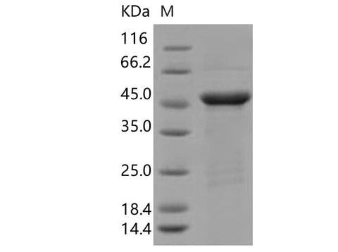 > 85 % as determined by reducing SDS-PAGE.