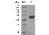 > 95 % as determined by reducing SDS-PAGE.