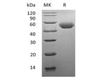 > 95 % as determined by reducing SDS-PAGE.