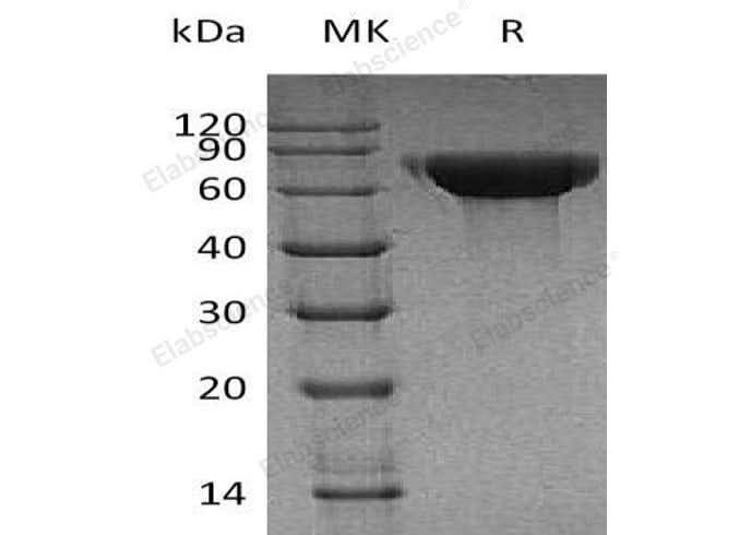 > 90 % as determined by reducing SDS-PAGE.