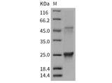 > 95 % as determined by reducing SDS-PAGE.