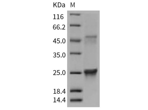 > 95 % as determined by reducing SDS-PAGE.