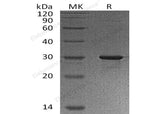 > 90 % as determined by reducing SDS-PAGE.