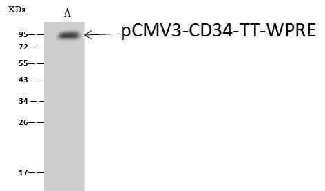 Anti-Human CD34 Antibody [A855] - ABMIUM