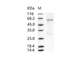 > 85 % as determined by reducing SDS-PAGE.