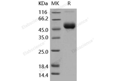 > 95 % as determined by reducing SDS-PAGE.