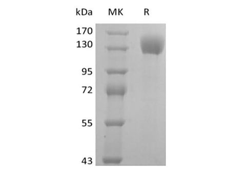 Recombinant Human P-selectin/CD62P (C-Fc) - ABMIUM
