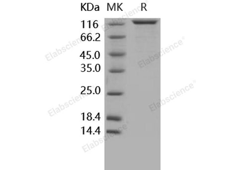 > 95 % as determined by reducing SDS-PAGE.