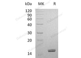 > 95 % as determined by reducing SDS-PAGE.