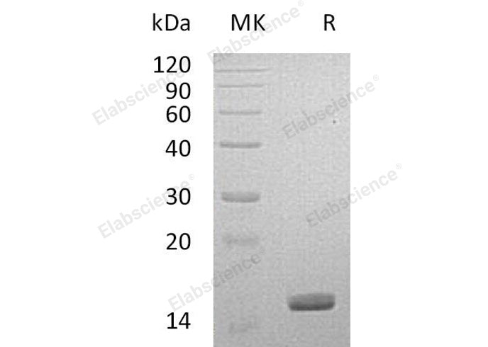 > 95 % as determined by reducing SDS-PAGE.