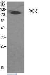 Anti-Human/Mouse/Rat/Monkey PKC ζ Antibody
