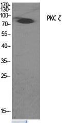 Western Blot analysis of COS7 cells treated with PMA (125ng/ml, 30mins) minus immunising peptide using PKC zeta Polyclonal Antibody at dilution of 1:2000.