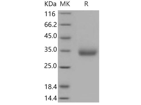 > 95 % as determined by reducing SDS-PAGE.