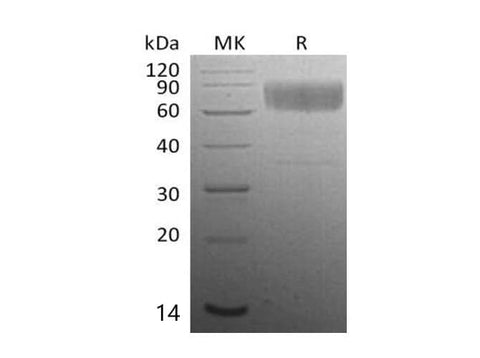 Recombinant Mouse CD47 Protein (Fc Tag) - ABMIUM