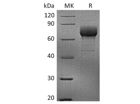 > 90 % as determined by reducing SDS-PAGE.