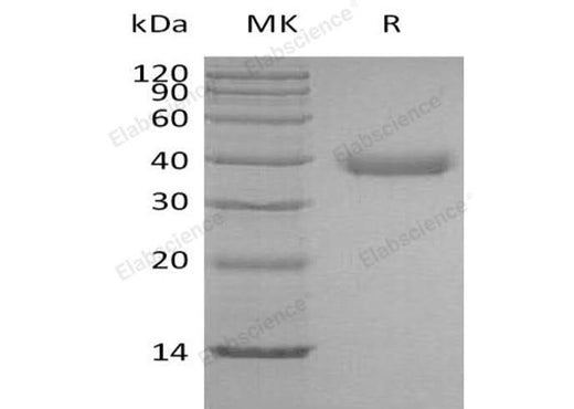 > 95 % as determined by reducing SDS-PAGE.