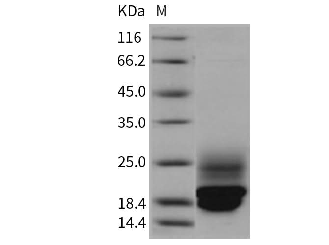 > 95 % as determined by reducing SDS-PAGE.