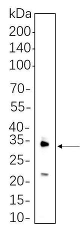 Anti-Human/Mouse/Rat IL-1 β Antibody [6G13]