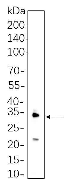 Anti-Human/Mouse/Rat IL-1 β Antibody [6G13] - ABMIUM