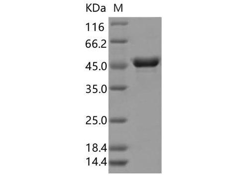 > 90 % as determined by reducing SDS-PAGE.