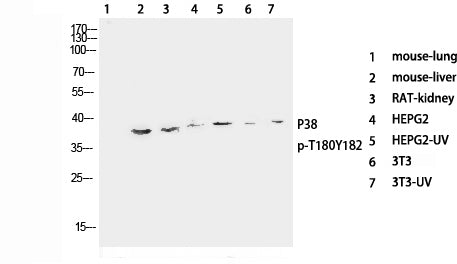 Western Blot analysis of various cells with Phospho-p38 (Thr180/Tyr182) Polyclonal Antibody at dilution of 1:1000