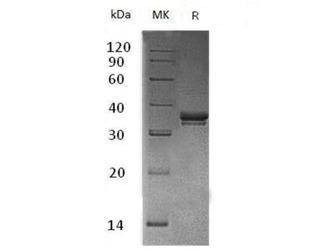 > 95 % as determined by reducing SDS-PAGE.