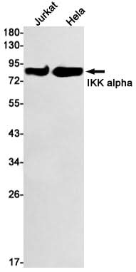 Western blot detection of IKK alpha in Jurkat,Hela cell lysates using IKK alpha Rabbit mAb(1:1000 diluted).Predicted band size:85kDa.Observed band size:85kDa.