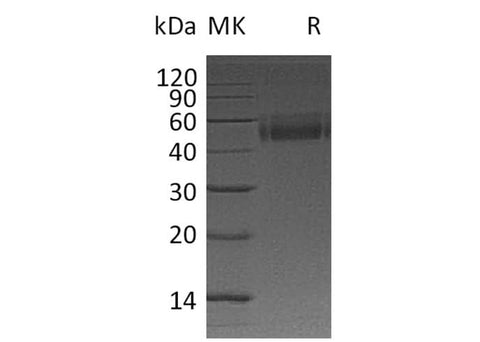> 95 % as determined by reducing SDS-PAGE.