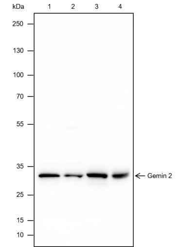 Anti-Human/Rat/Mouse Gemin 2 Antibody [A461] - ABMIUM