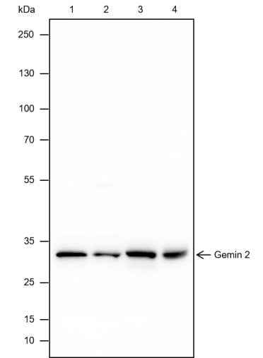 Anti-Human/Rat/Mouse Gemin 2 Antibody [A461]