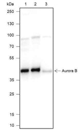 Anti-Human/Mouse Aurora B Antibody [A136]