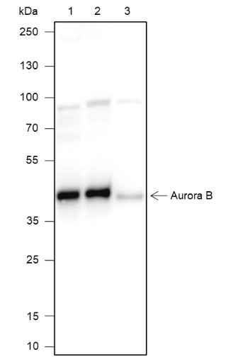 Anti-Human/Mouse Aurora B Antibody [A136]