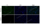 Test: Hela cells were treated with 10 μM EdU for 2 hours. Negative: Hela cells without EdU.