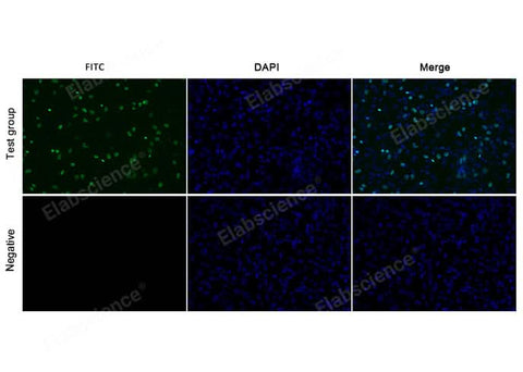 Test: Hela cells were treated with 10 μM EdU for 2 hours. Negative: Hela cells without EdU.