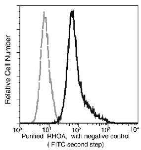 Anti-Human RHOA Antibody [A979] - ABMIUM