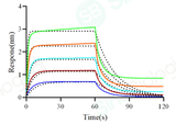 Loaded Biotinylated Human FcγRIIA / CD32a (R167)  recombinant protein (His & Avi Tag) (Cat. PKSH030292) on SA Biosensor, can bind Rituximab (IgG1) with an affinity constant of 0.62 μM as determined in a BLI assay (Sartorius Octet Red384) .