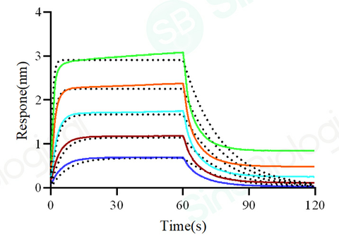 Loaded Biotinylated Human FcγRIIA / CD32a (R167)  recombinant protein (His & Avi Tag) (Cat. PKSH030292) on SA Biosensor, can bind Rituximab (IgG1) with an affinity constant of 0.62 μM as determined in a BLI assay (Sartorius Octet Red384) .