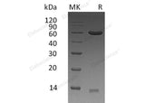 > 85 % as determined by reducing SDS-PAGE.