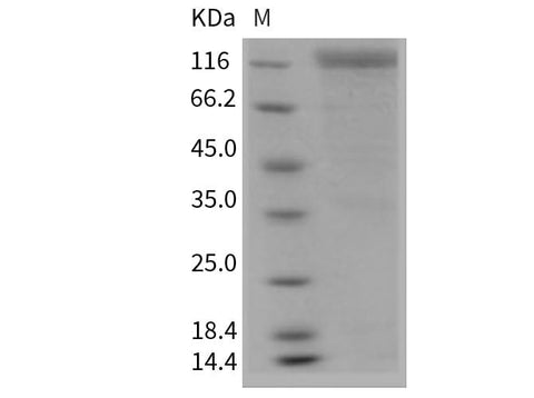 > 90 % as determined by reducing SDS-PAGE.