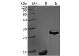 > 95 % as determined by reducing SDS-PAGE.