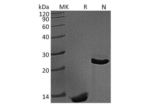 > 95 % as determined by reducing SDS-PAGE.