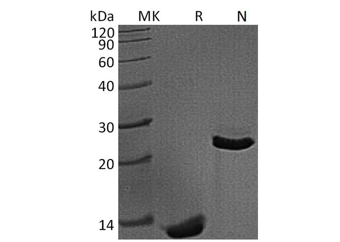 > 95 % as determined by reducing SDS-PAGE.