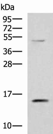 Anti-Human/Mouse PHPT1 Antibody