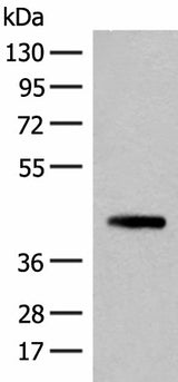 Western blot analysis of 293T cell lysate using SMS Polyclonal Antibody at dilution of 1:500