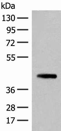 Western blot analysis of 293T cell lysate using SMS Polyclonal Antibody at dilution of 1:500